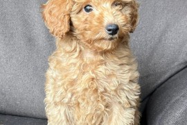 Štene Toy pudle, Beograd