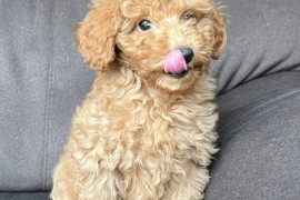 Štene Toy pudle, Beograd