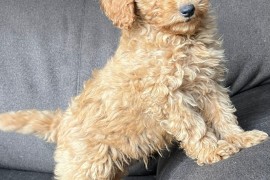 Štene Toy pudle, Beograd