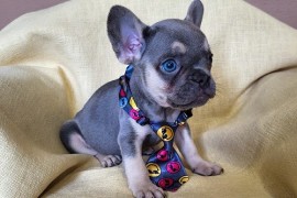 Francuski Bulldog štenci exotik boja, Trstenik