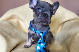 Francuski Bulldog štenci exotik boja, Trstenik