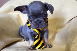 Francuski Bulldog štenci exotik boja, Trstenik