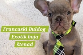Francuski Bulldog štenci exotik boja, Trstenik