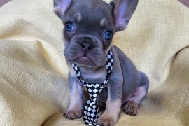 Francuski Bulldog štenci exotik boja, Trstenik