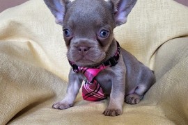 Francuski Bulldog štenci exotik boja, Trstenik