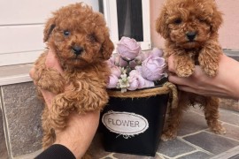 Toy Pudla prelepi štenci, Odžaci