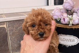 Toy Pudla prelepi štenci, Odžaci