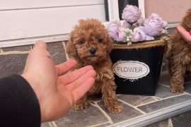 Toy Pudla prelepi štenci, Odžaci