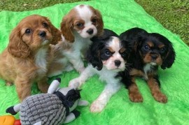Štenci Cavalier-King-Charles-Spanijela su dostupni., Aleksandrovac