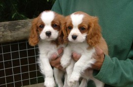 Štenci Cavalier-King-Charles-Spanijela su dostupni., Aleksandrovac