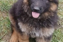 Nemački Ovčar štenci, Beograd (Zemun)