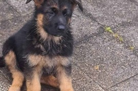 Nemački Ovčar štenci, Beograd (Zemun)