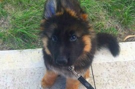 Nemački Ovčar štenci, Beograd (Zemun)