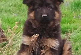 Nemački Ovčar štenci, Beograd (Zemun)