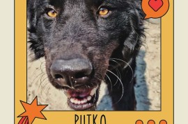 Putko traži dom!, Beograd (Novi Beograd)