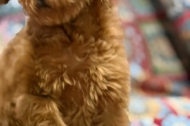 Toy Pudle na prodaju, Inđija