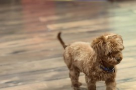 Toy Pudle na prodaju, Inđija