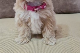 Mini Maltipoo PRELEPI štenci, Vilovo