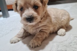 Mini Maltipoo PRELEPI štenci, Vilovo