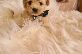 Mini Maltipoo PRELEPI štenci, Vilovo