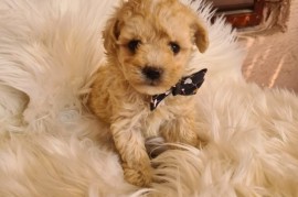 Mini Maltipoo PRELEPI štenci, Vilovo
