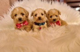 Mini Maltipoo PRELEPI štenci, Vilovo