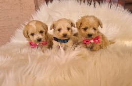 Mini Maltipoo PRELEPI štenci, Vilovo