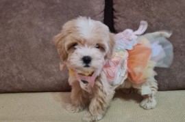 Mini Maltipoo PRELEPI štenci, Vilovo