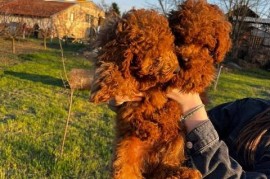 Mini pudle crvene boje, Zrenjanin