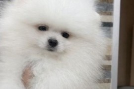 Pomeranac, štenci vrhunskog kvaliteta , Rumenka