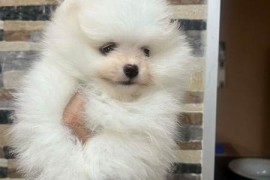 Pomeranac, štenci vrhunskog kvaliteta , Rumenka