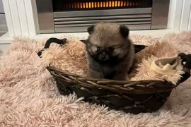 Pomeranac, štenci vrhunskog kvaliteta , Rumenka