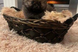 Pomeranac, štenci vrhunskog kvaliteta , Rumenka