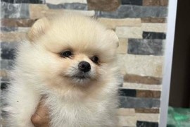 Pomeranac, štenci vrhunskog kvaliteta , Rumenka