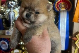 Pomeranac, štenci vrhunskog kvaliteta , Rumenka