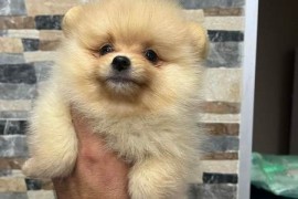 Pomeranac, štenci vrhunskog kvaliteta , Rumenka