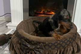 Patuljasti dugodlaki jazavičar, merle ženka , Rumenka