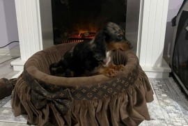 Patuljasti dugodlaki jazavičar, merle ženka , Rumenka