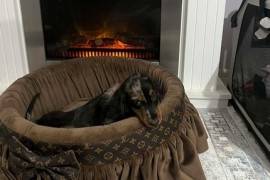 Patuljasti dugodlaki jazavičar, merle ženka , Rumenka