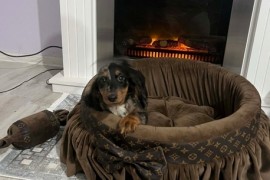 Patuljasti dugodlaki jazavičar, merle ženka , Rumenka