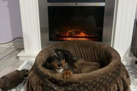 Patuljasti dugodlaki jazavičar, merle ženka , Rumenka