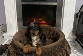 Patuljasti dugodlaki jazavičar, merle ženka , Rumenka