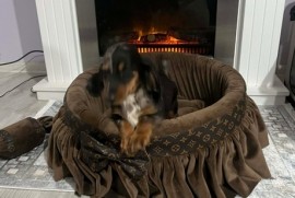 Patuljasti dugodlaki jazavičar, merle ženka , Rumenka