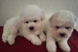 Kovrdzavi Bison stenci, Beograd