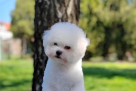 Kovrdzavi Bison stenci, Beograd