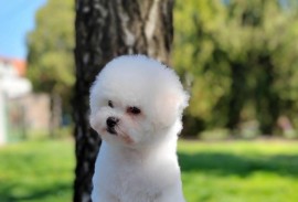 Kovrdzavi Bison stenci, Beograd