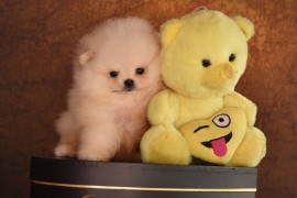 Pomeranac BOO štenci vrhunskog kvaliteta, Loznica