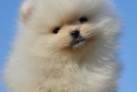 Pomeranac BOO štenci vrhunskog kvaliteta, Loznica