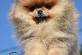 Pomeranac BOO štenci vrhunskog kvaliteta, Loznica