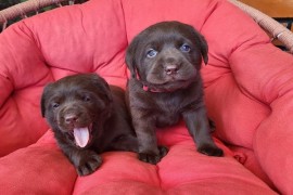 Braon Labrador štenci , Trstenik